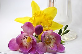 春天,鮮花,玫瑰