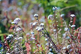 盛開,開花,植物區(qū)系
