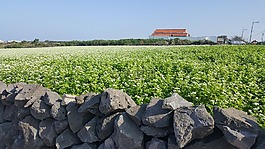 濟州,蕎麥草坪,白色的花