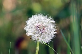 蒲公英,花,毛茸茸的