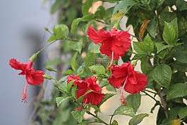 槿,中國玫瑰,花
