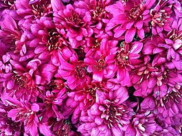 鮮花,粉紅色,詳情