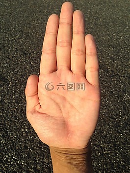 手掌,手,手指