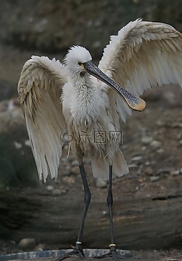 動物,鳥,東部