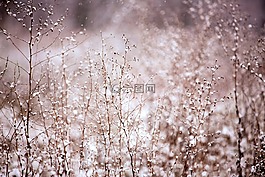 植物,雪,冬天
