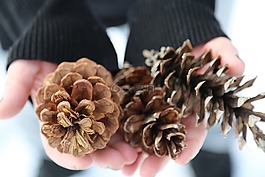 冬天,雪,松
