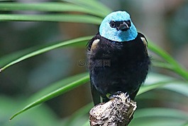 azurkopftangare,鳥,山雀