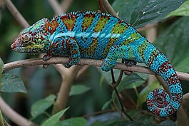 動物,爬行動物,schuppenkriechtier