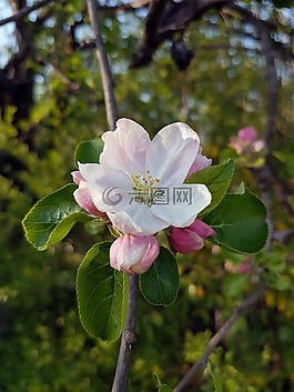 蘋果花,開花,花