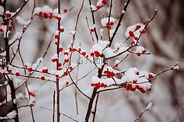 冬天,雪,浆果