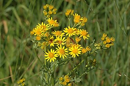 新疆千里光,野花,植物