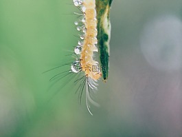 毛蟲,特寫,水滴