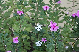 長春,花,綠色