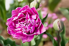 花,開花,紫