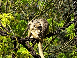 性質(zhì),野生動物,猴子