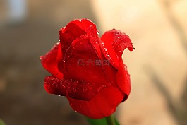 郁金香,花,n