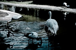 動(dòng)物,鳥,心情