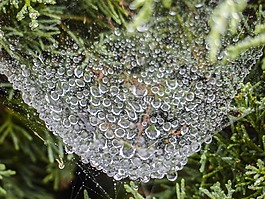 蜘蛛網(wǎng),重,加載的雨