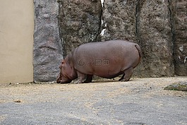 虎,動物,動物園