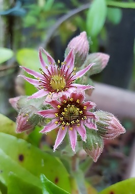 開花,粉紅色的花,石頭作物