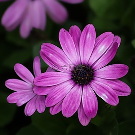 花,紫色,特寫(xiě)