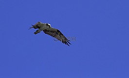 鳥,飛行,天空
