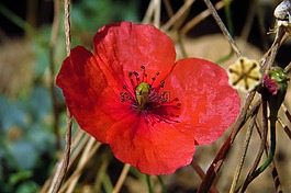 罌粟,花,紅