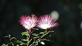 花卉,爆炸的颜色,巴西