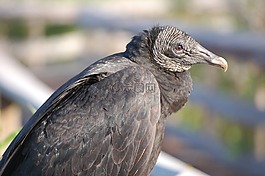 黑禿鷲,鳥,野生動物