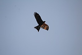 黑,風(fēng)箏,鳶移行