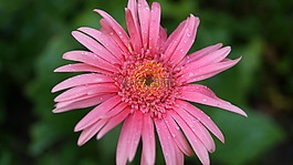 粉紅色,花瓣,模糊