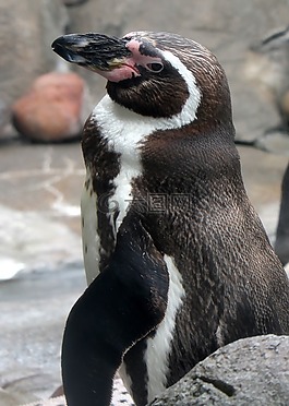 企鵝,動(dòng)物園,鳥