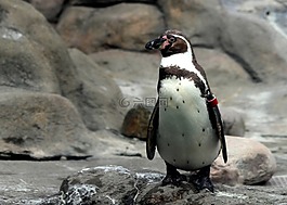 企鵝,動物園,鳥