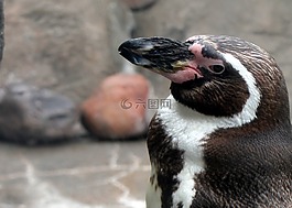 企鵝,動(dòng)物園,鳥
