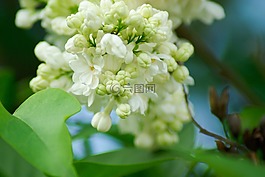 花,丁香,白色的花