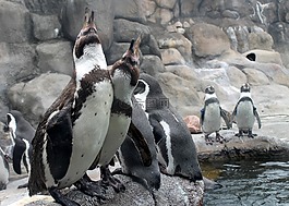 企鵝,動(dòng)物園,鳥