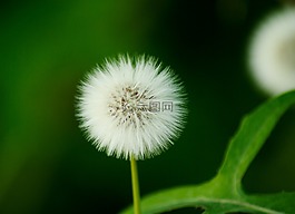 種子,蒲公英,花