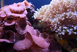 珊瑚,礁,水族館