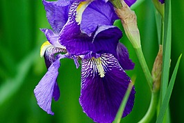 虹膜,花,花園