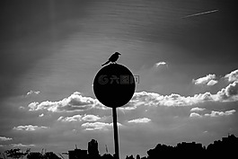 鳥,動(dòng)物,側(cè)影