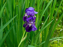 虹膜,花,紫色