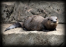 海獺,動(dòng)物園,奧特
