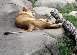 母獅,動物園,獅子