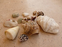 貽貝,海灘,沙