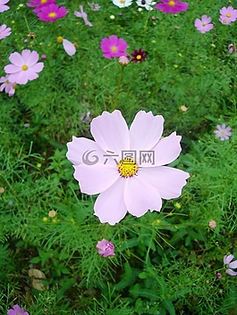 宇宙,秋季,粉红色