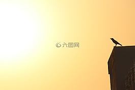 烏鴉,日落,日出