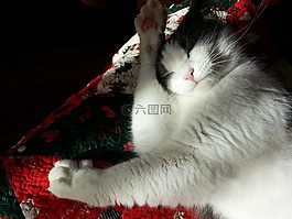 洗滌,貓,放松