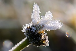 雛菊,鵝花,凍結(jié)