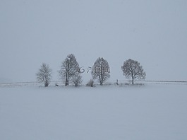 霧,雪,樹木