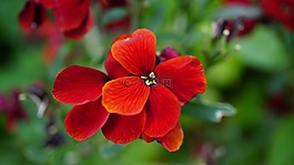 美麗,開花,光明